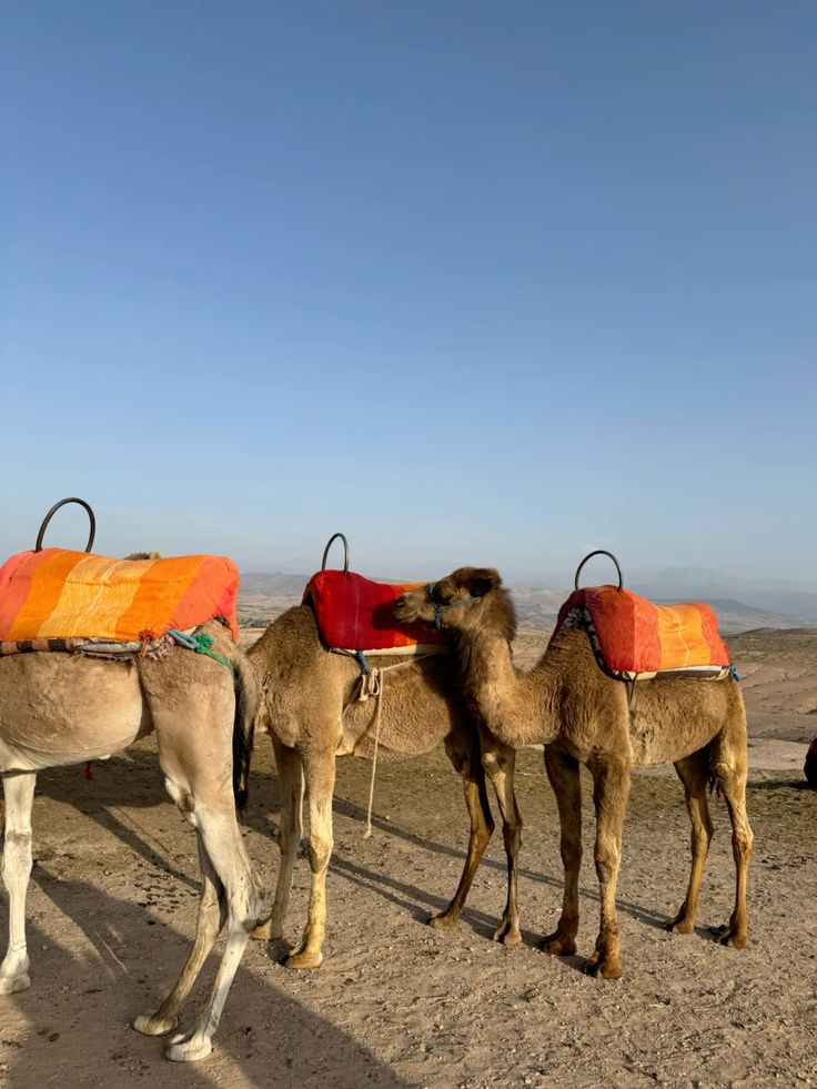2 hours of quad and 1 hour of camel ride through the Agafay desert - Image 7