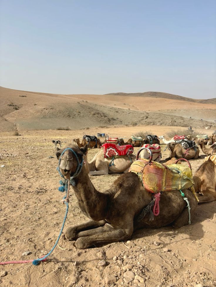 2 hours of quad and 1 hour of camel ride through the Agafay desert - Image 8